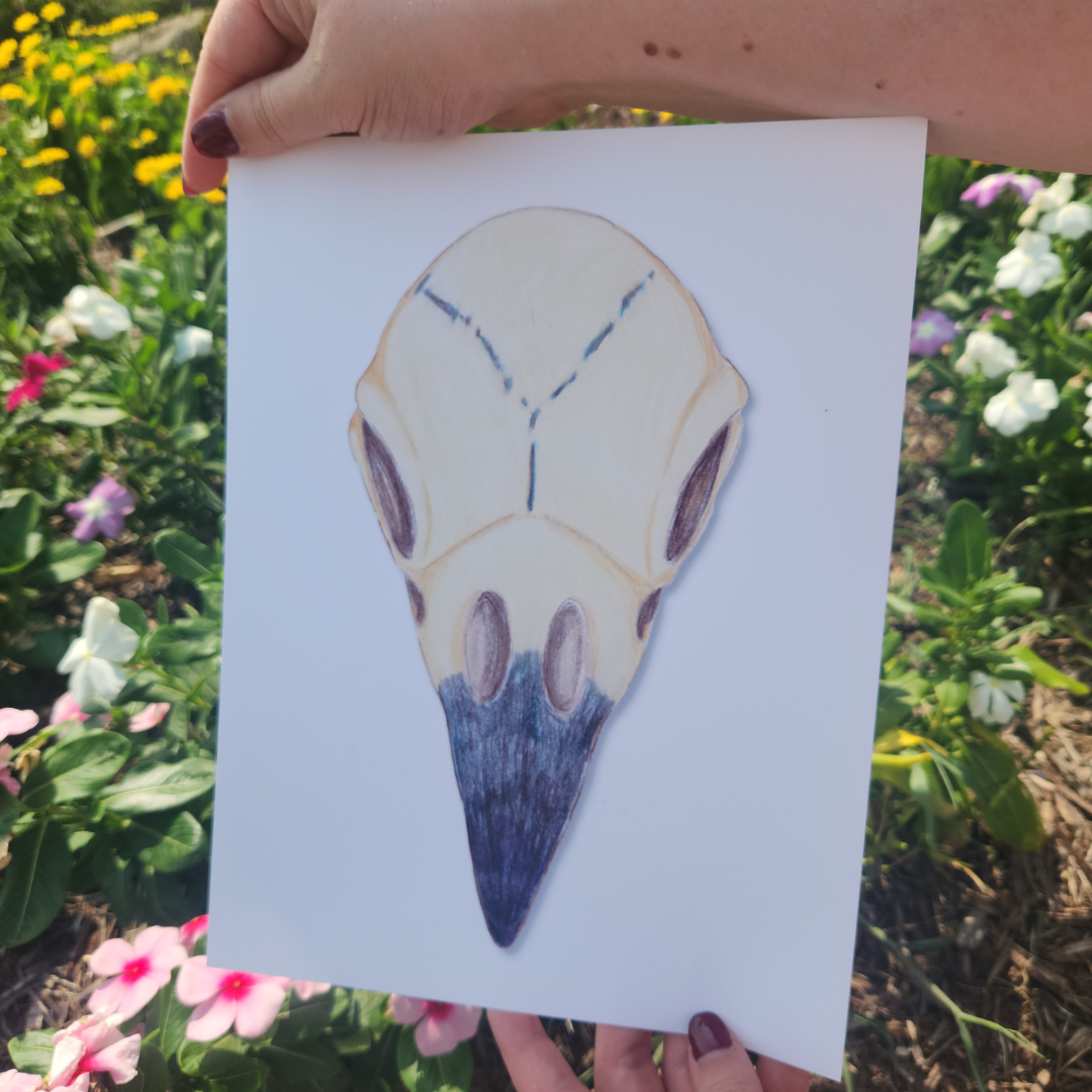 "Raven Skull" Print